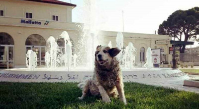 Una targa per ricordare Rufus, il cane amico della città