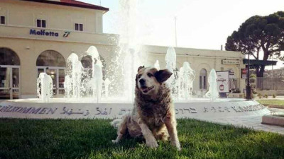 Una targa per ricordare Rufus, il cane amico della città