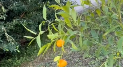 Ambiente e futuro. Alberi e piante aromatiche agli Istituti scolastici protag...