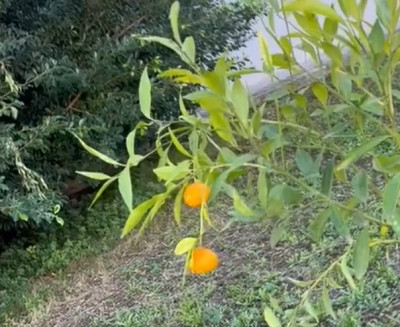 Ambiente e futuro. Alberi e piante aromatiche agli Istituti scolastici protag...