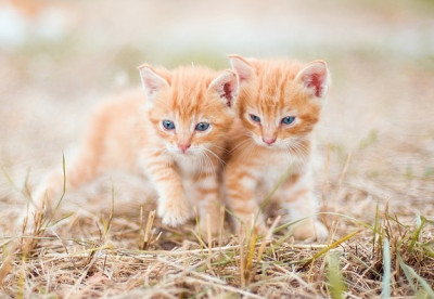 Dare, dire, gatto: al via la raccolta permanente di cibo per i gatti delle co...