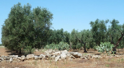 Xylella fastidiosa. Attività di monitoraggio 2025 