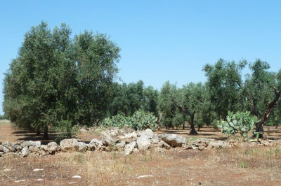 Xylella fastidiosa. Attività di monitoraggio 2025 